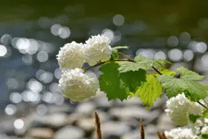 Viburnum white flower