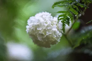 Viburnum white flower