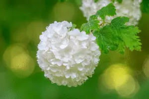 Viburnum white flower