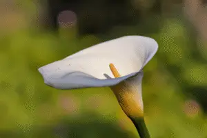 Calla Lily