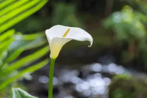 White Calla lily