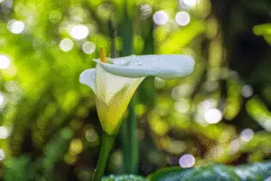 White Calla lily