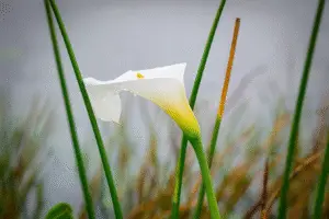 White Calla lily