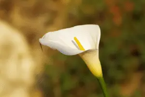 White Calla lily