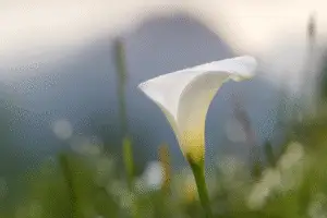 White Calla lily