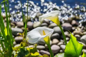 White Calla lily