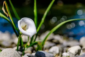 White Calla lily