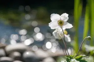White Japanese anemone flower