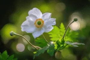 White Japanese anemone flower