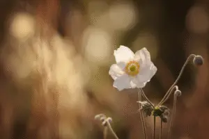 White Japanese anemone flower