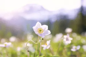 White Japanese anemone flower