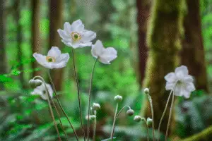 White Japanese anemone flower