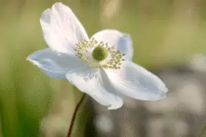 White Japanese anemone flower