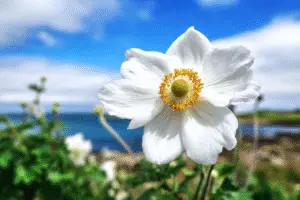 White Japanese anemone flower