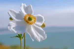 White Japanese anemone flower
