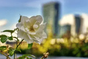 White Rose