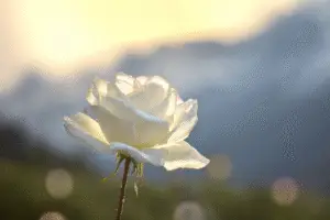 White Rose