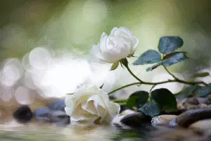 White Rose