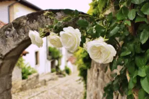 White Rose