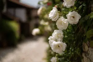 White Rose