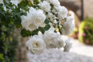 White Rose