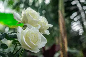 White Rose