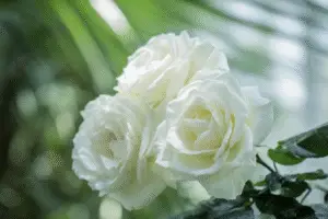 White Rose