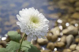 White chrysanthemum Flower