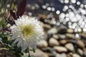 White chrysanthemum Flower