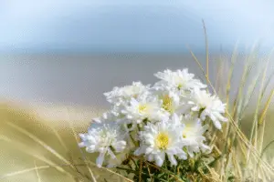 White chrysanthemum Flower