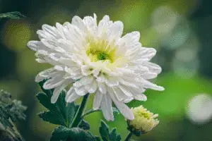 White chrysanthemum Flower
