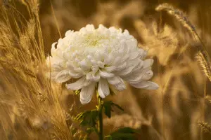 White chrysanthemum Flower