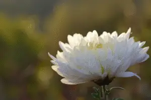 White chrysanthemum Flower