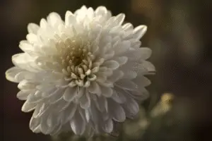 White chrysanthemum Flower