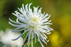 White chrysanthemum Flower
