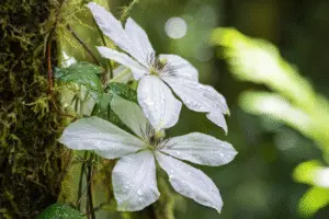 White clemantis flower