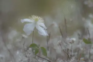 White clemantis flower