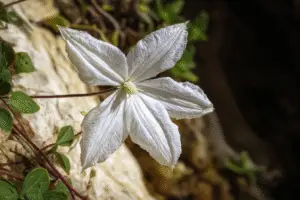 White clemantis flower