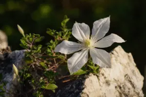 White clemantis flower