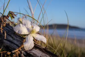 White clemantis flower