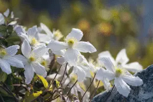 White clemantis flower