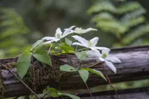 White clemantis flower