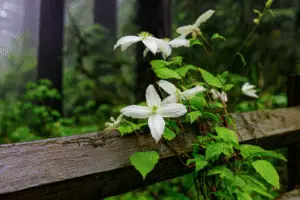 White clemantis flower