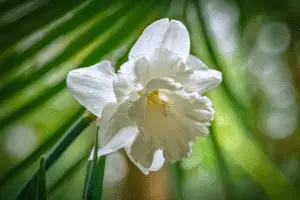 White daffodils