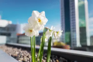 White daffodils