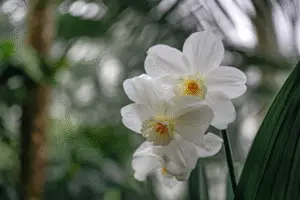 White daffodils