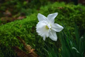 White daffodils
