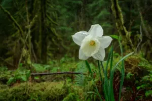 White daffodils