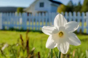 Daffodil White flower