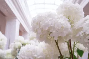 White hydrangeas